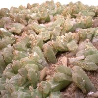 Apophyllite verte, cristaux bruts avec stilbite